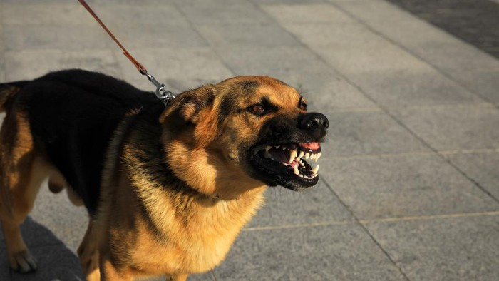 Komnas HAM Desak Majikan yang Paksa ART Makan Kotoran Anjing di Kepri Dihukum Berat